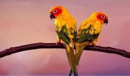 搞笑鹦鹉爆料视频下载免费,视频下载免费，笑料横飞揭秘幕后！